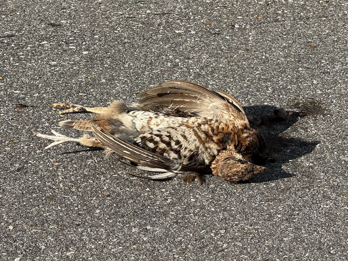Ruffed Grouse - ML637699524