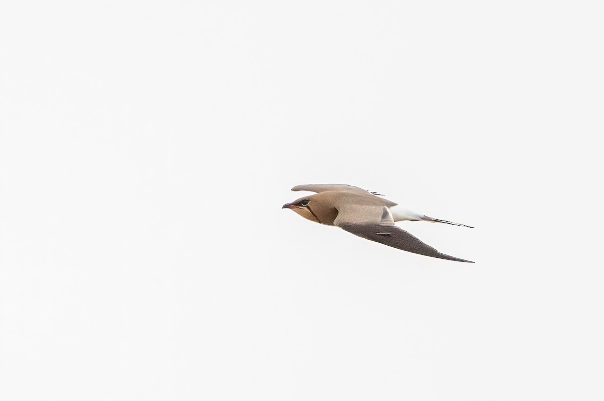Collared Pratincole - ML637699570
