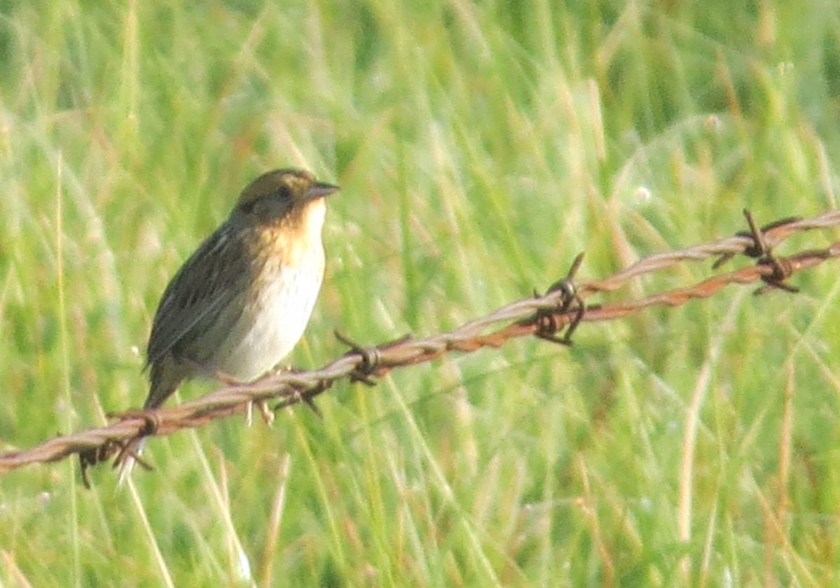 Nelson's Sparrow - ML637699689