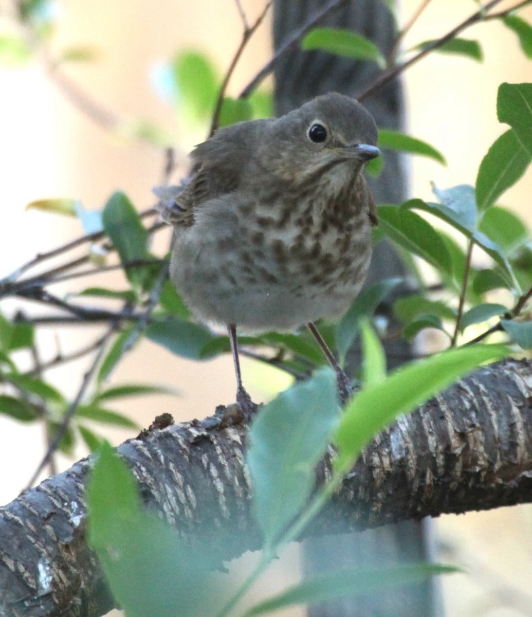 Swainson's Thrush - ML637699691