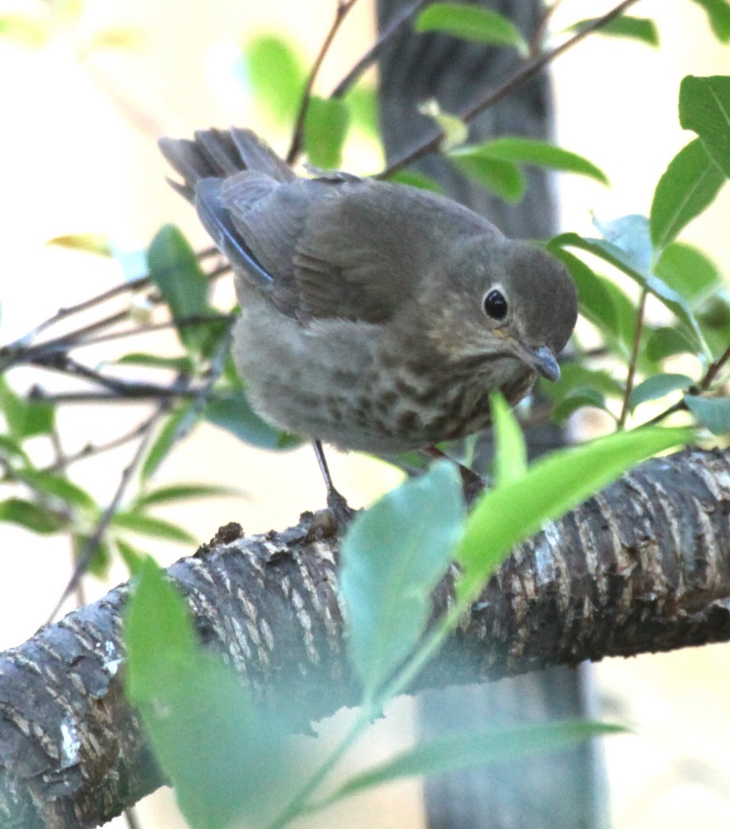 Swainson's Thrush - ML637699692