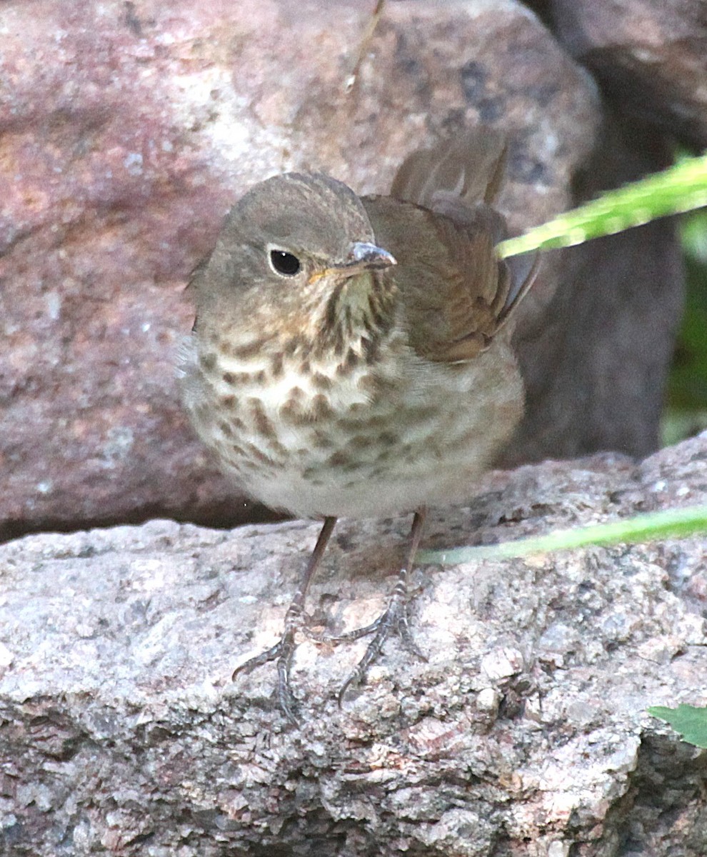 Swainson's Thrush - ML637699693