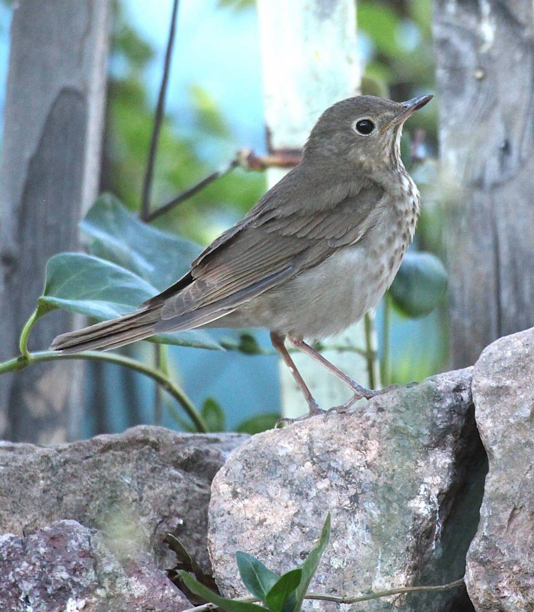 Swainson's Thrush - ML637699694