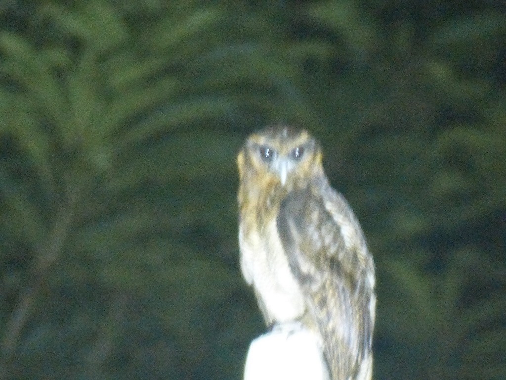 Brown Wood-Owl (Bornean) - ML637699709