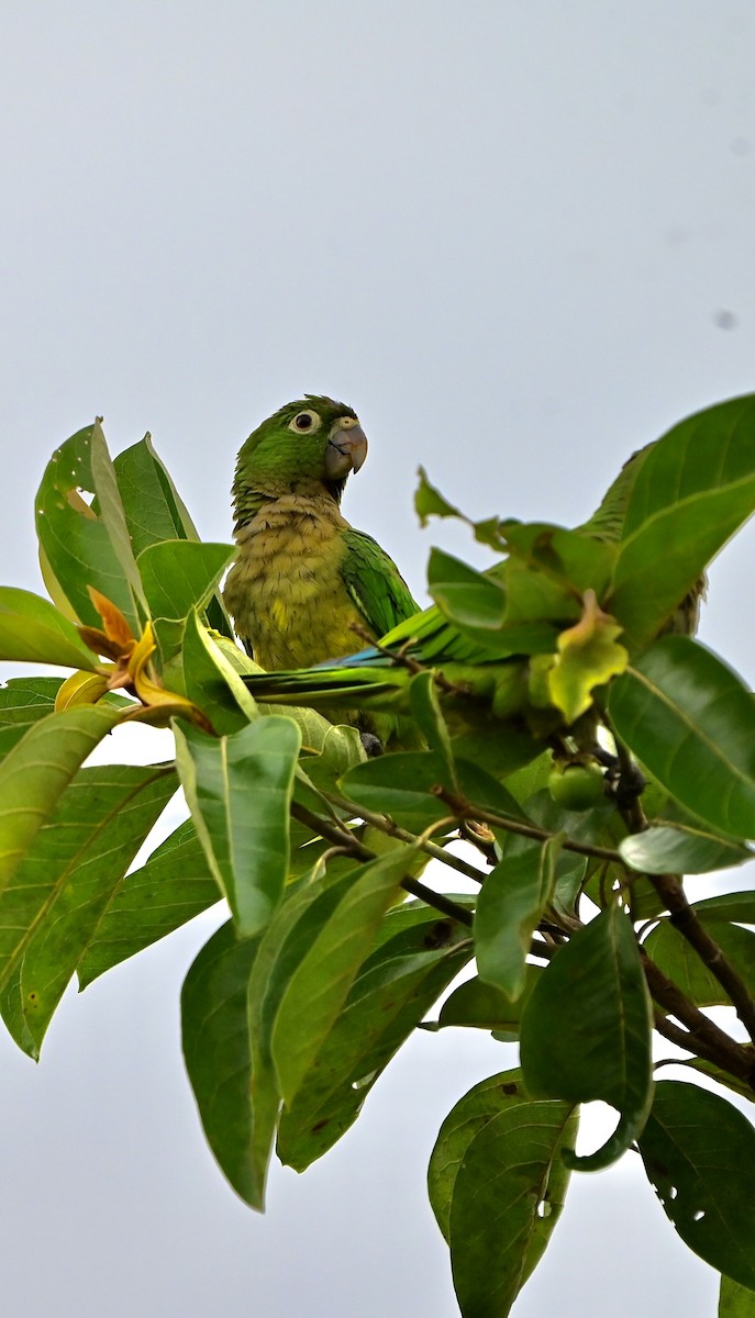 Olive-throated Parakeet - ML637699735