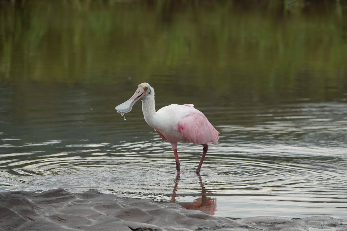 Roseate Spoonbill - ML637699767