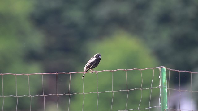 Bobolink - ML637699768