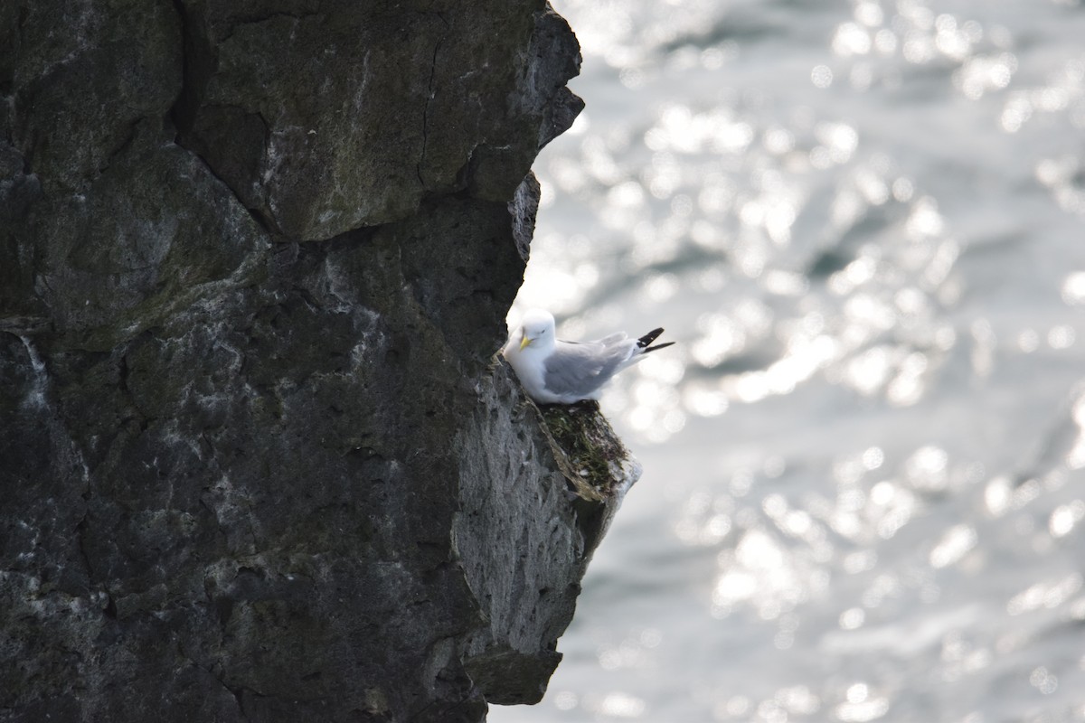 Black-legged Kittiwake - ML637699770