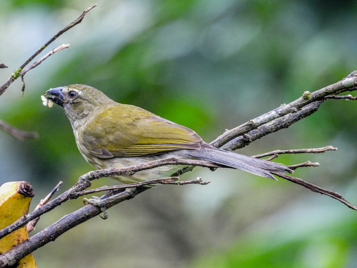 Streaked Saltator - ML637699771