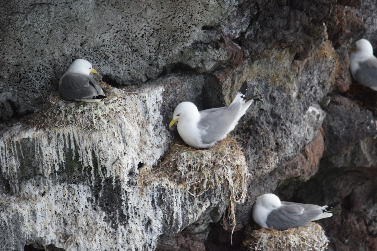 Black-legged Kittiwake - ML637699772
