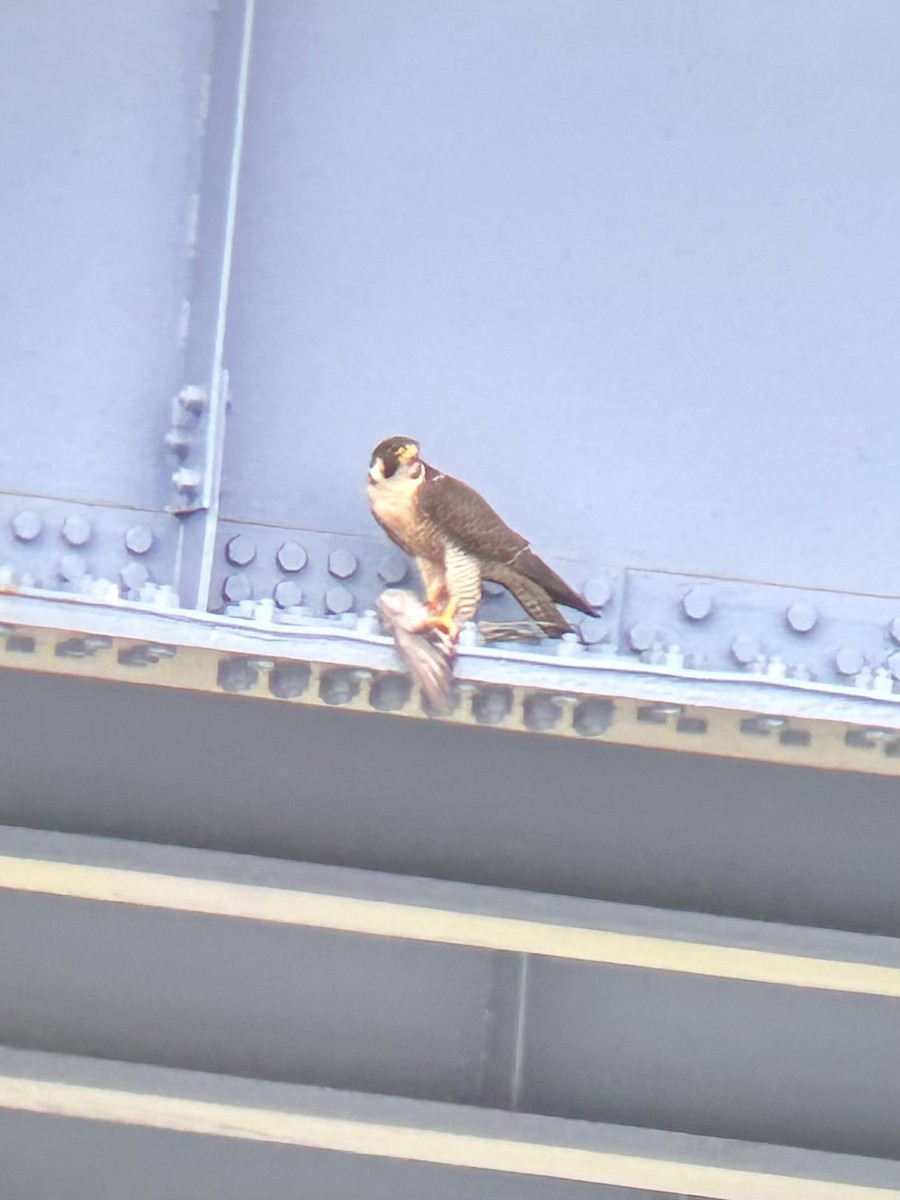 Peregrine Falcon - ML637699773