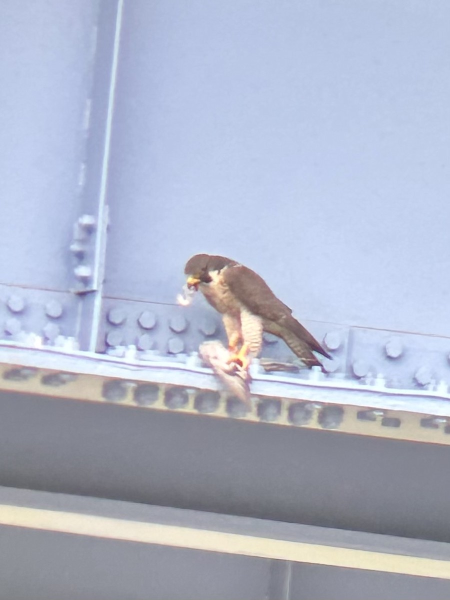 Peregrine Falcon - ML637699774