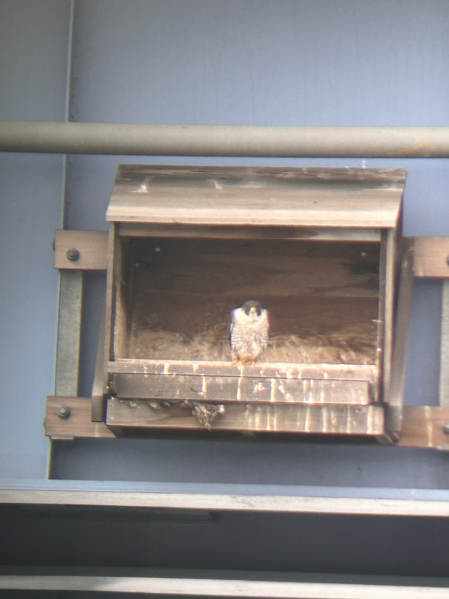 Peregrine Falcon - ML637699775