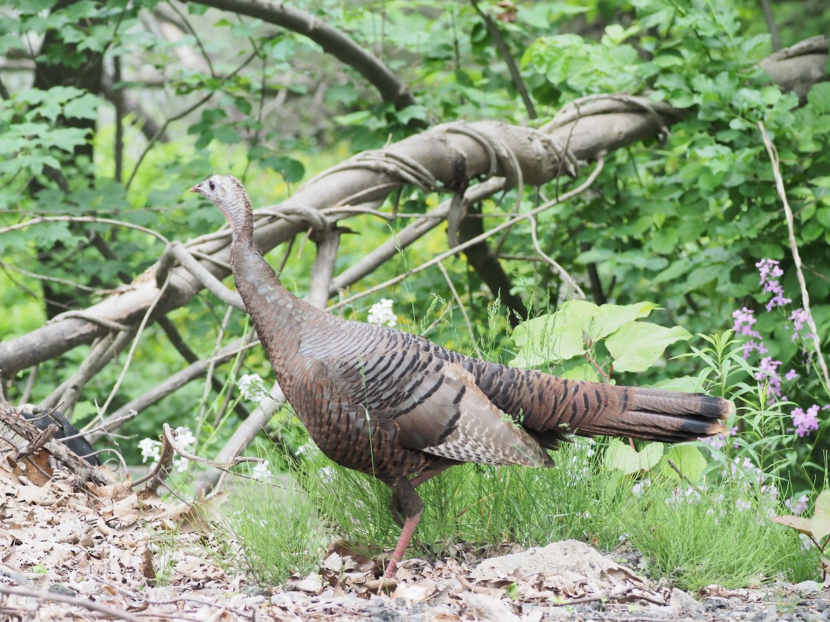 Wild Turkey - ML637699776