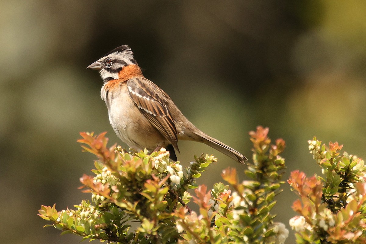 Rufous-collared Sparrow - ML637699778