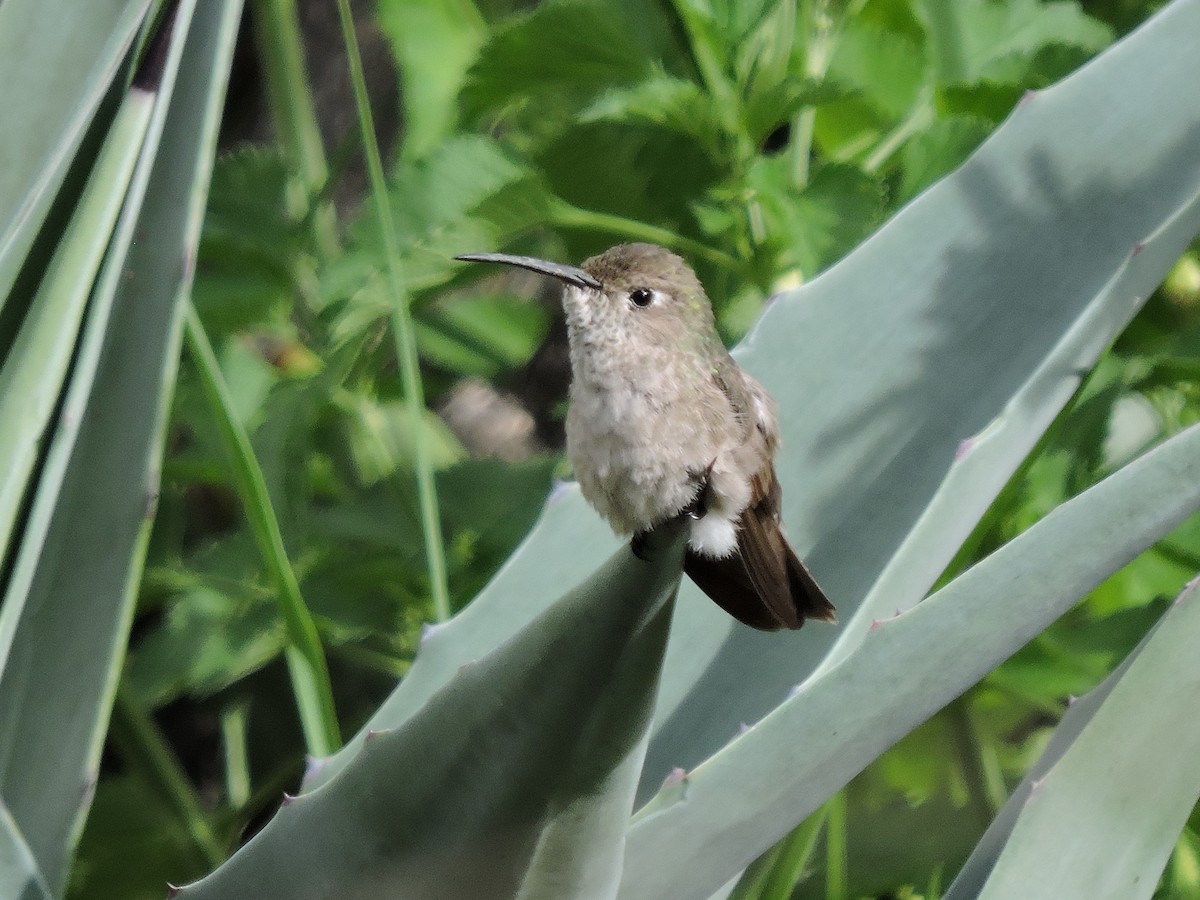 Spot-throated Hummingbird - ML637699779
