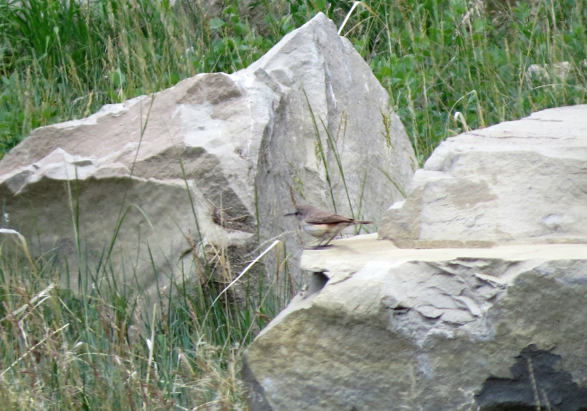 Rock Wren - ML637699780