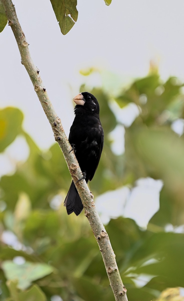 Nicaraguan Seed-Finch - ML637699781