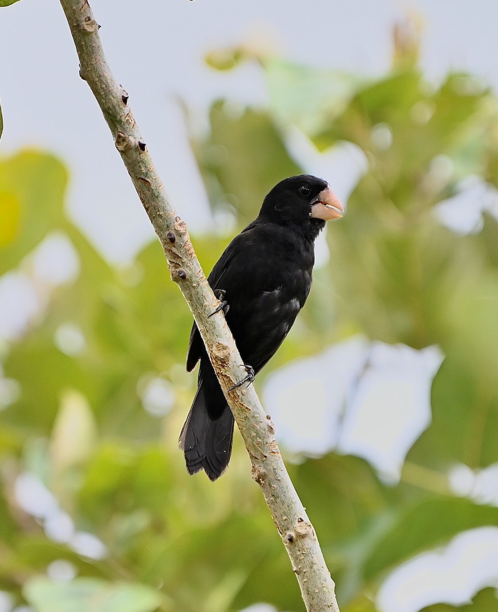 Nicaraguan Seed-Finch - ML637699782