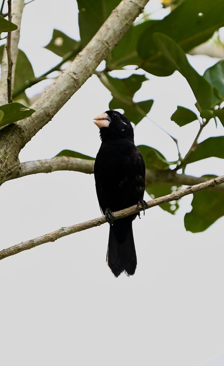Nicaraguan Seed-Finch - ML637699783