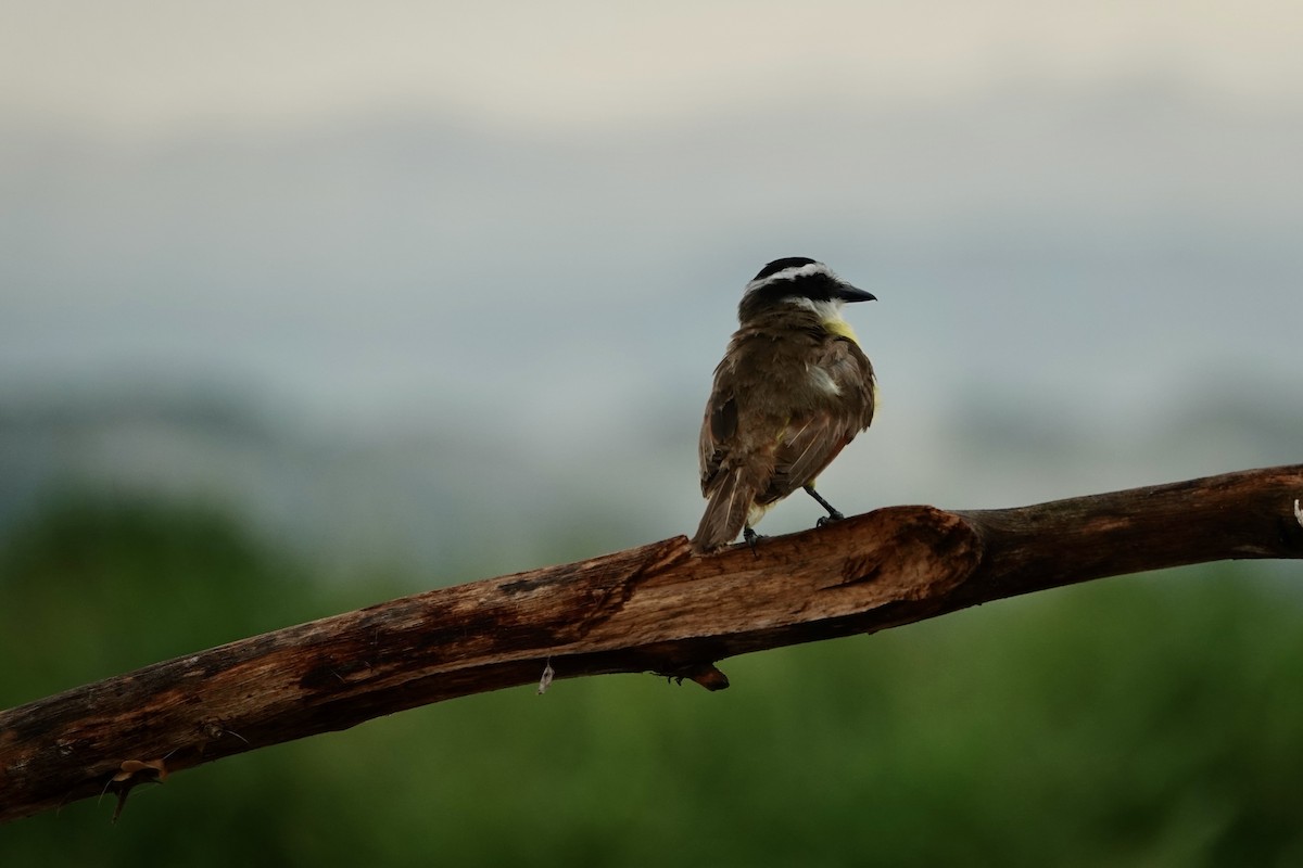 Social Flycatcher - ML637699786
