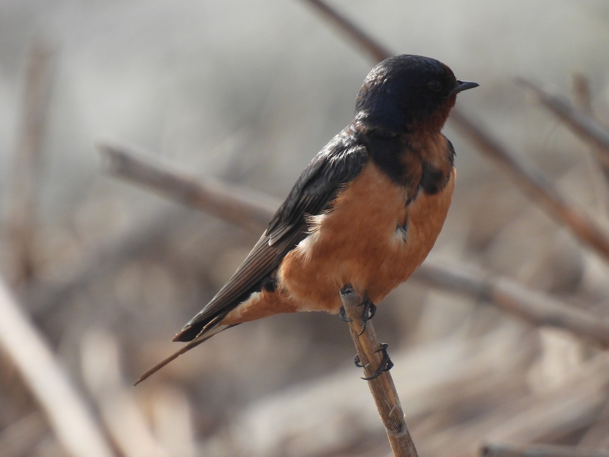 Barn Swallow - ML637699791