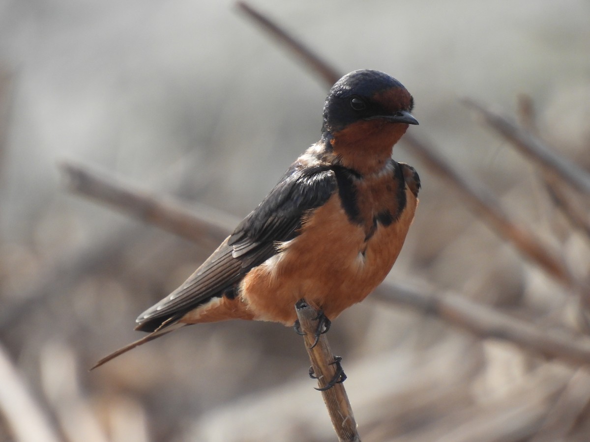 Barn Swallow - ML637699792