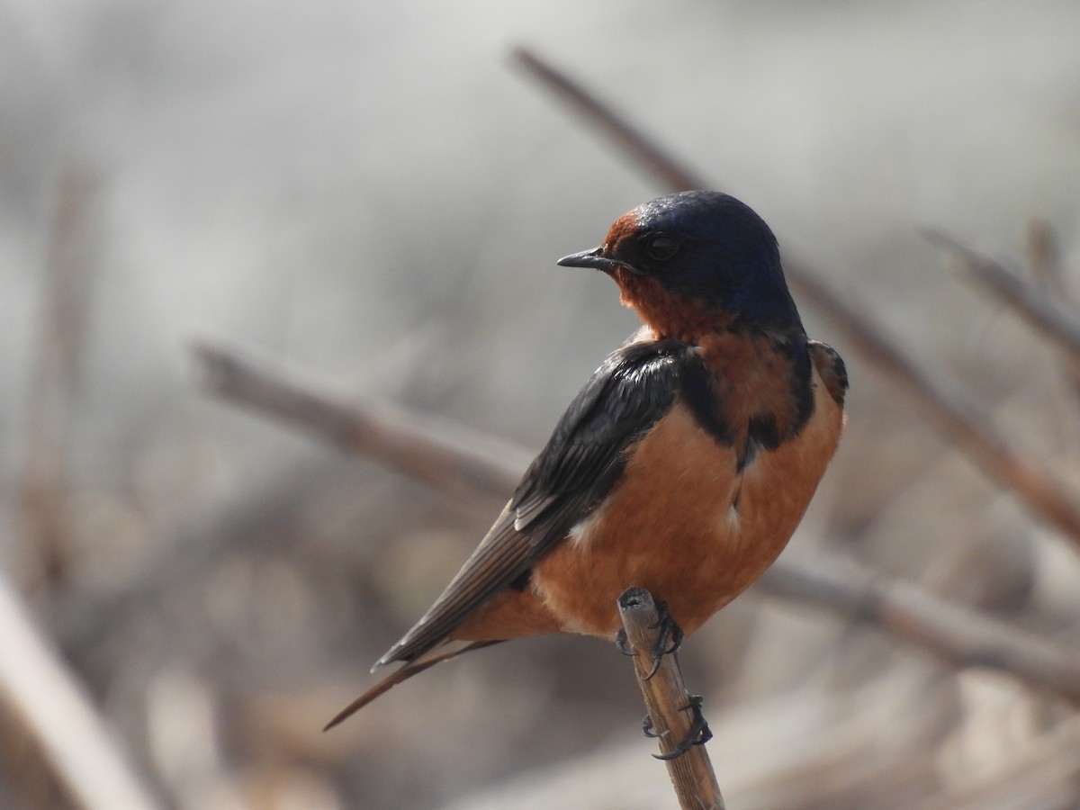 Barn Swallow - ML637699793