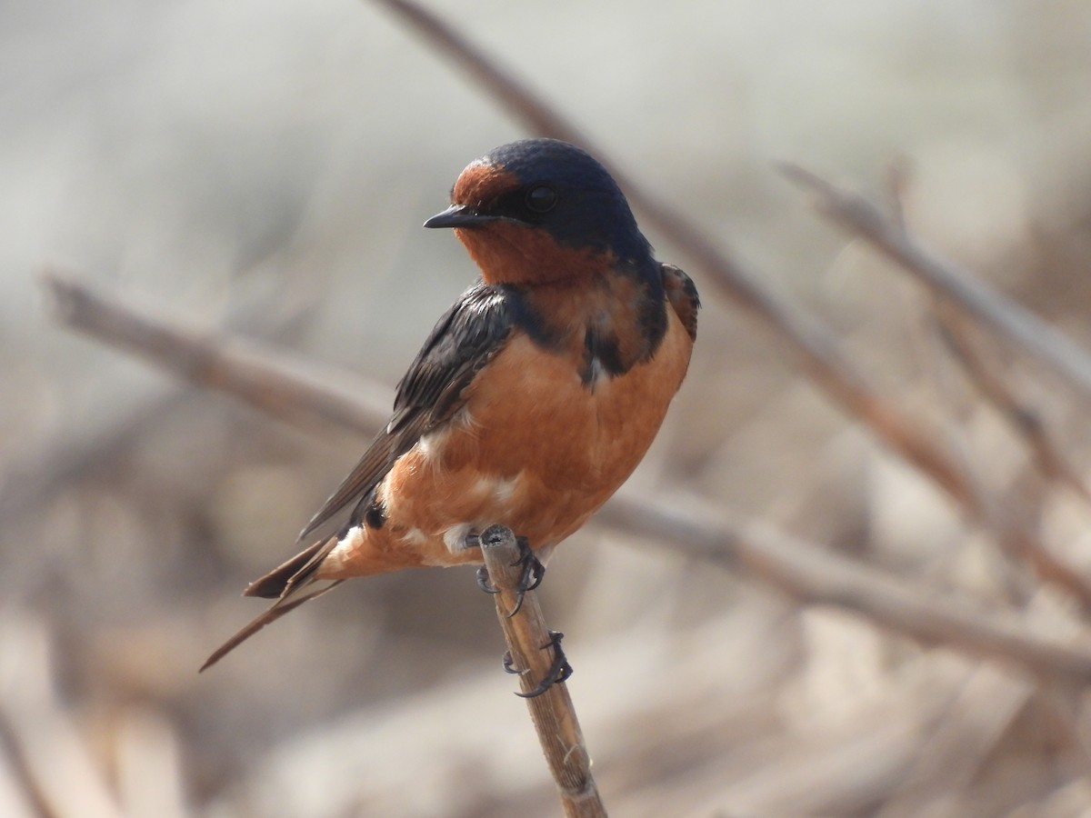 Barn Swallow - ML637699794