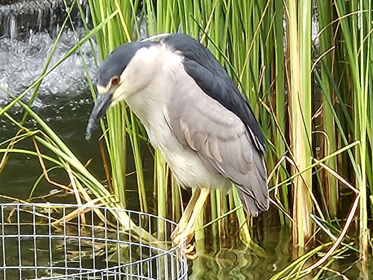Black-crowned Night Heron - ML637699795