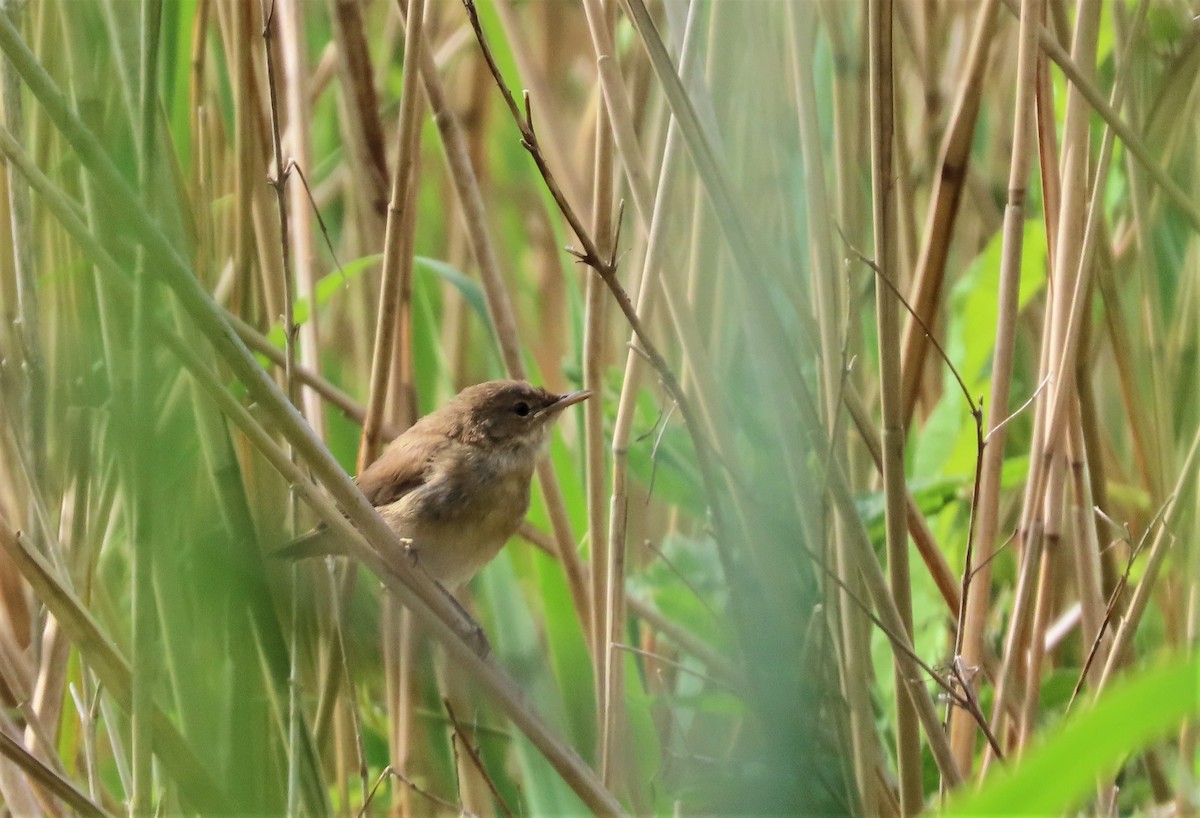 Common Reed Warbler - ML637699796