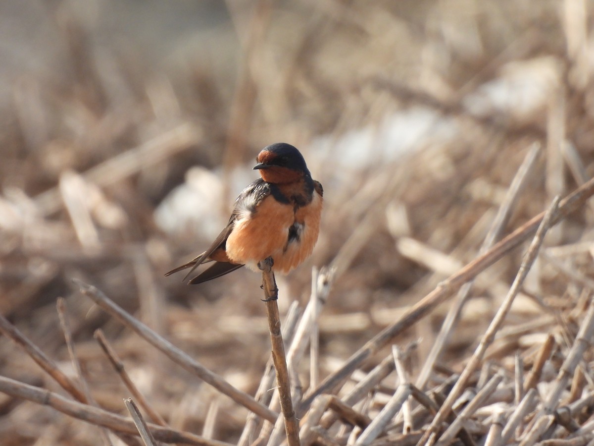 Barn Swallow - ML637699797