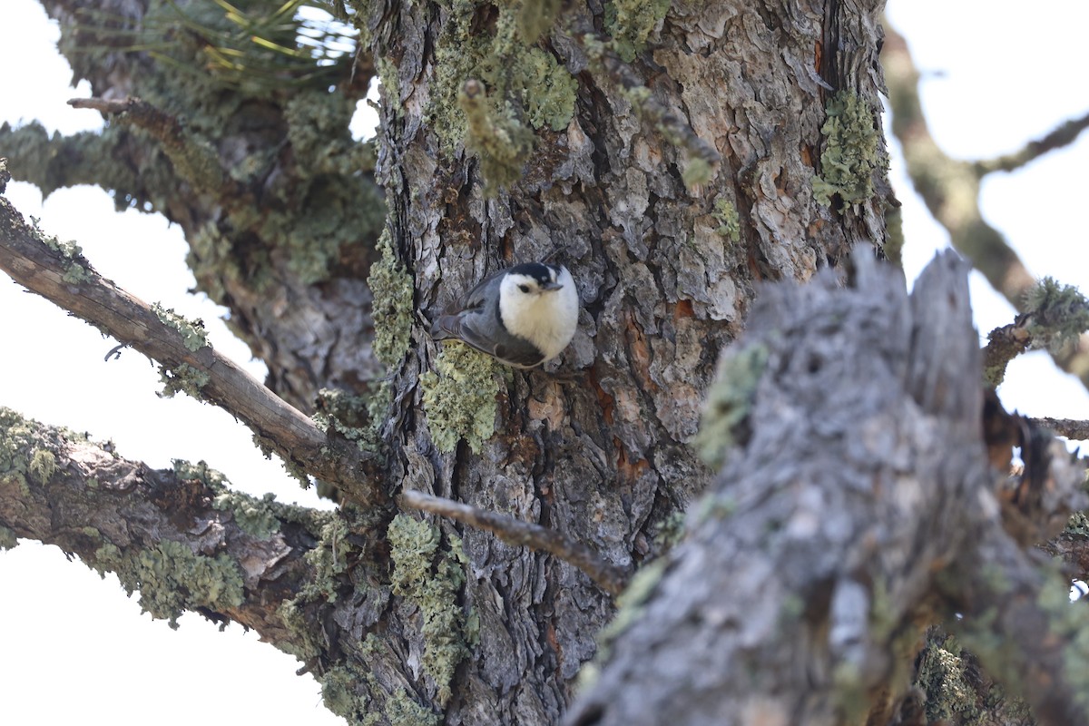 White-breasted Nuthatch - ML637699800