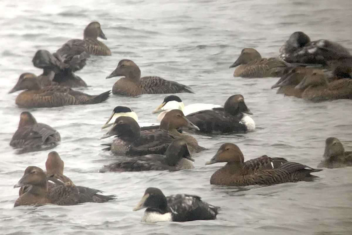 Common Eider (Northern) - ML637699801