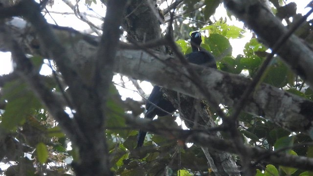 Küpeli Guan - ML637699807