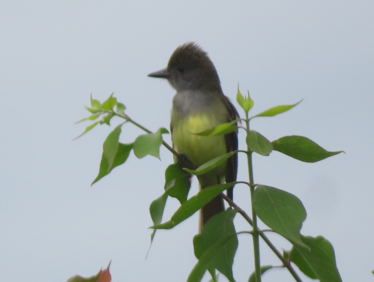 Great Crested Flycatcher - ML637699829