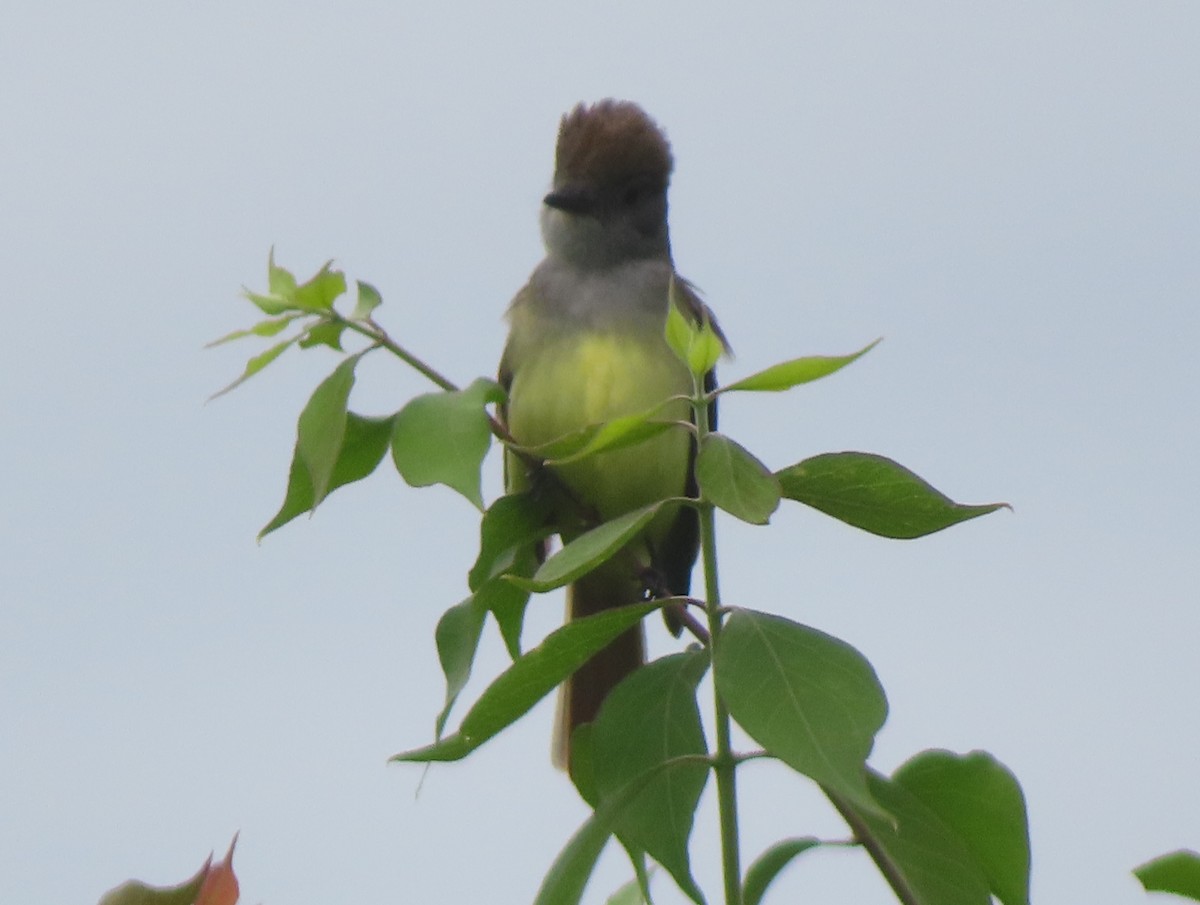 Great Crested Flycatcher - ML637699830