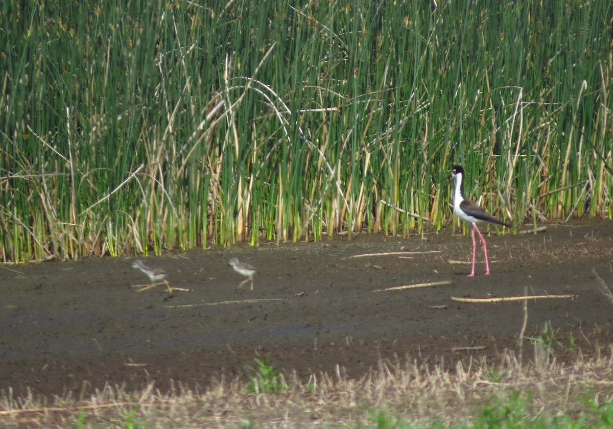 Black-necked Stilt - ML637699831