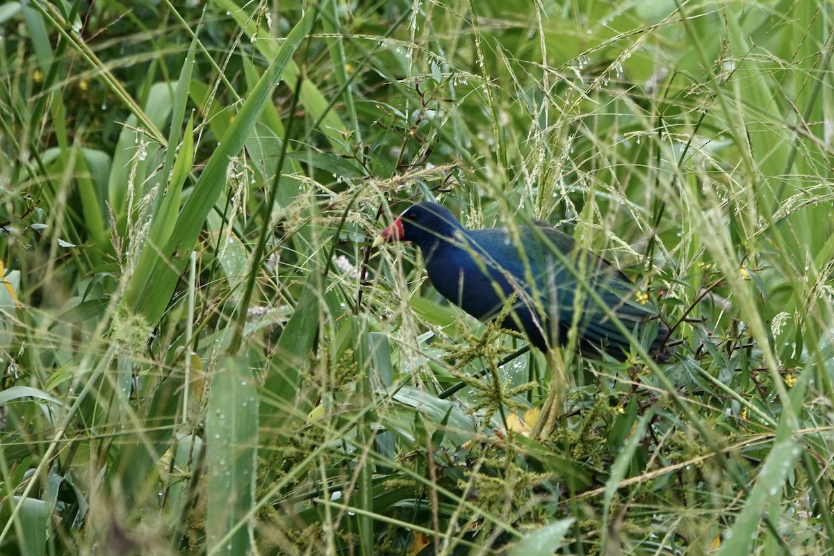 Purple Gallinule - ML637699832