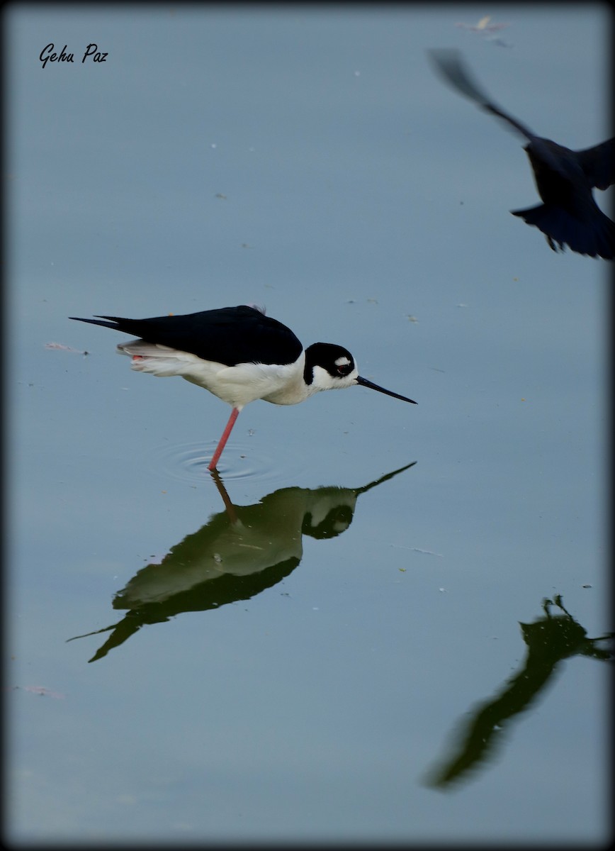 Black-necked Stilt - ML637699835