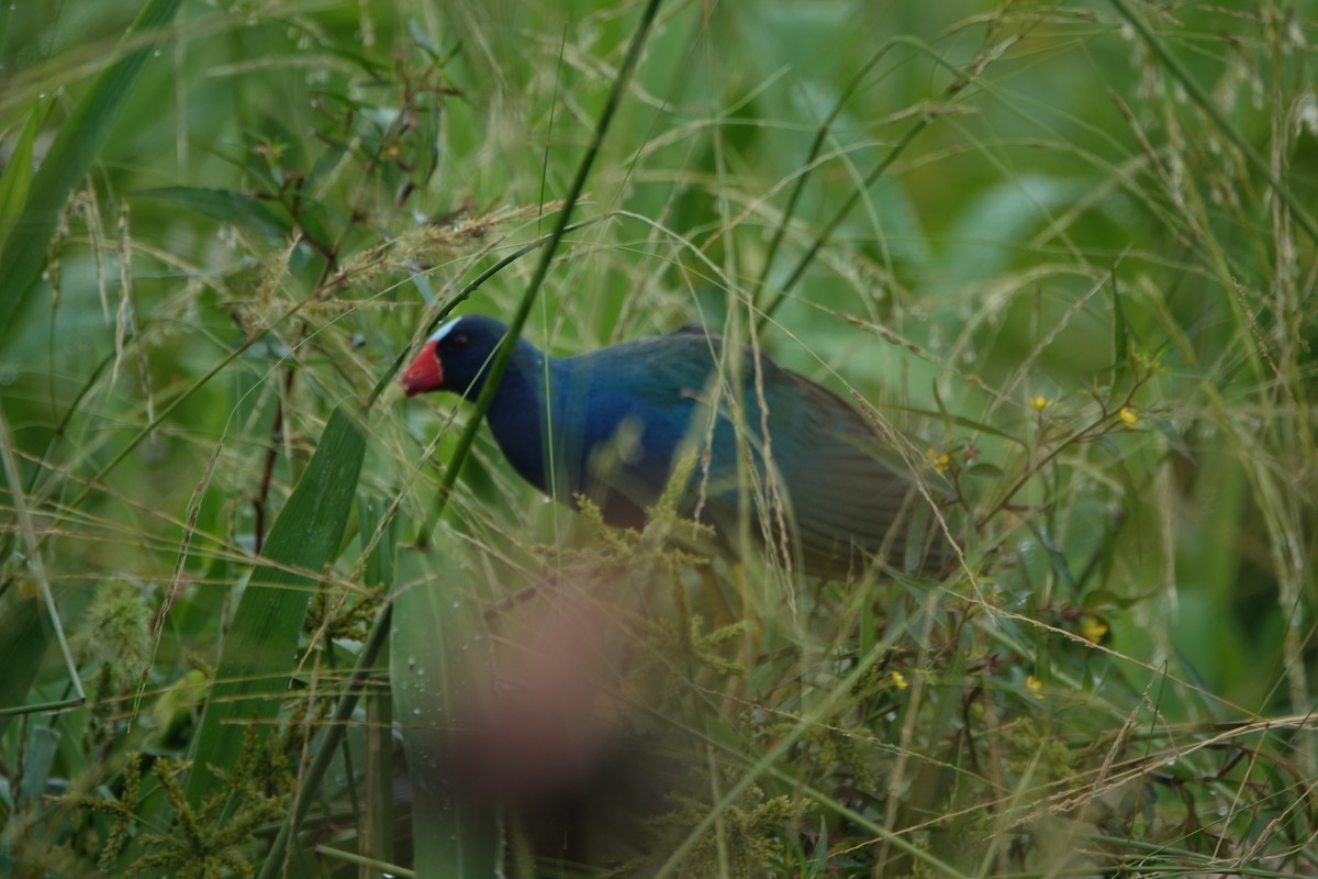 Purple Gallinule - ML637699836