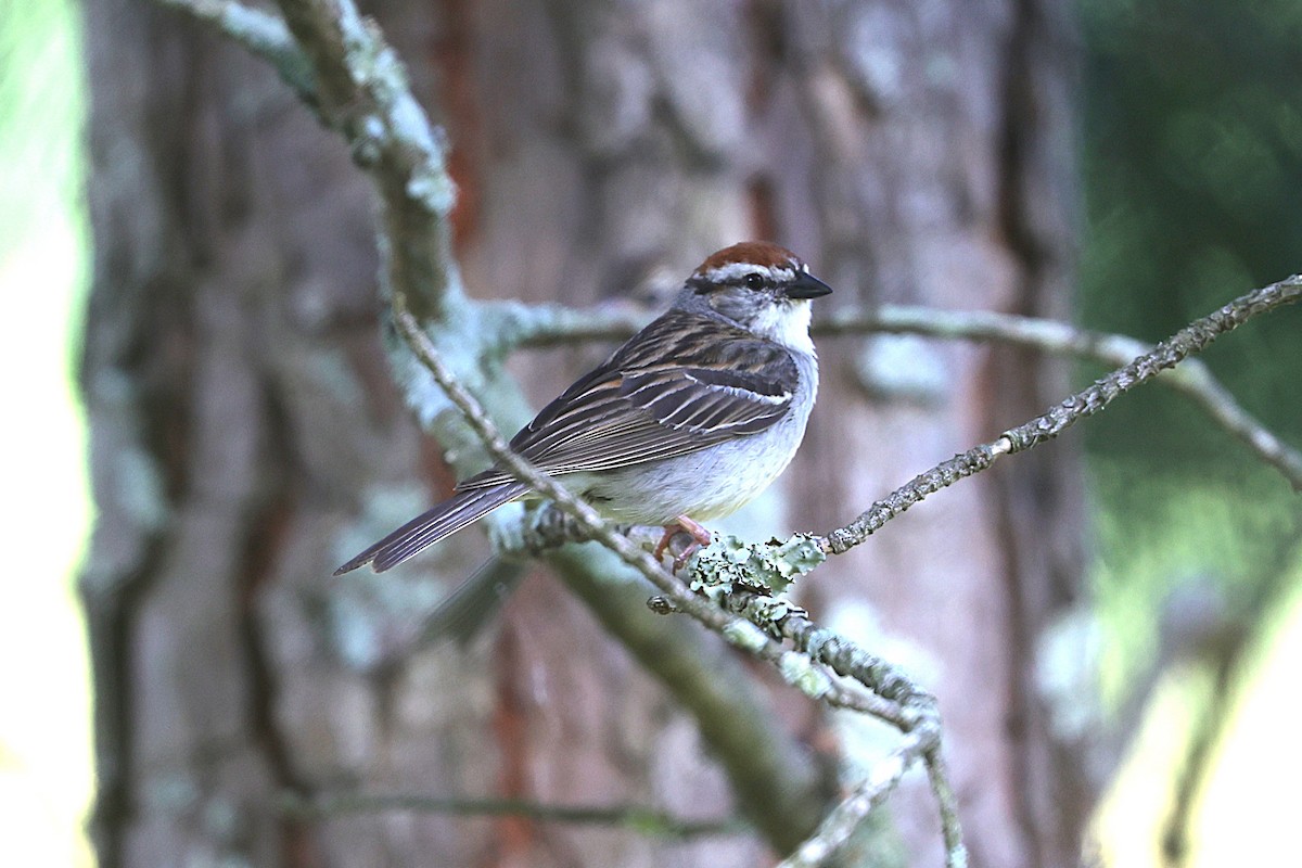 Chipping Sparrow - ML637699837