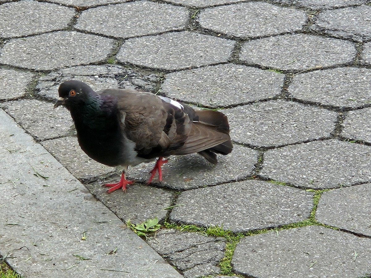Rock Pigeon (Feral Pigeon) - ML637699838