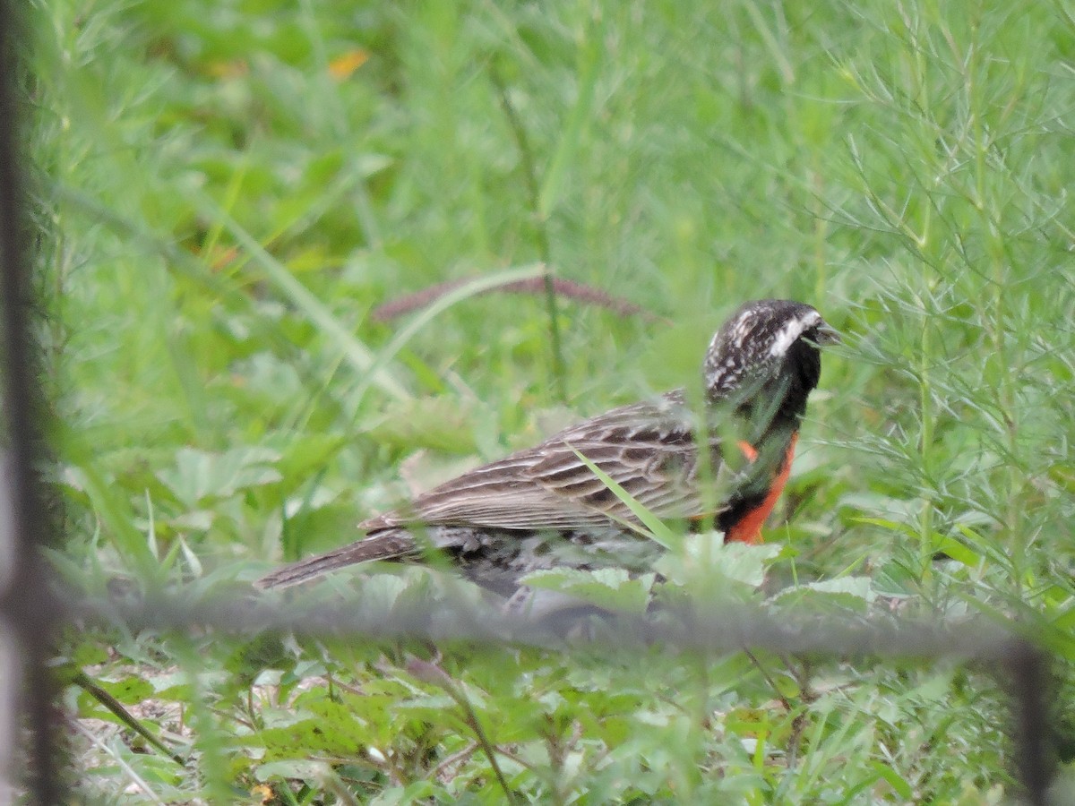Peruvian Meadowlark - ML637699839