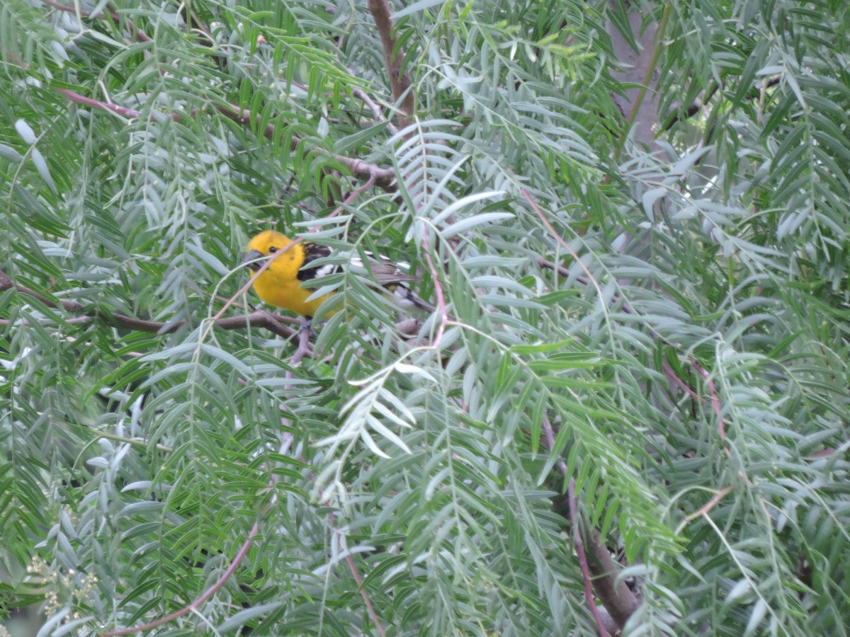 Golden Grosbeak - ML637699847