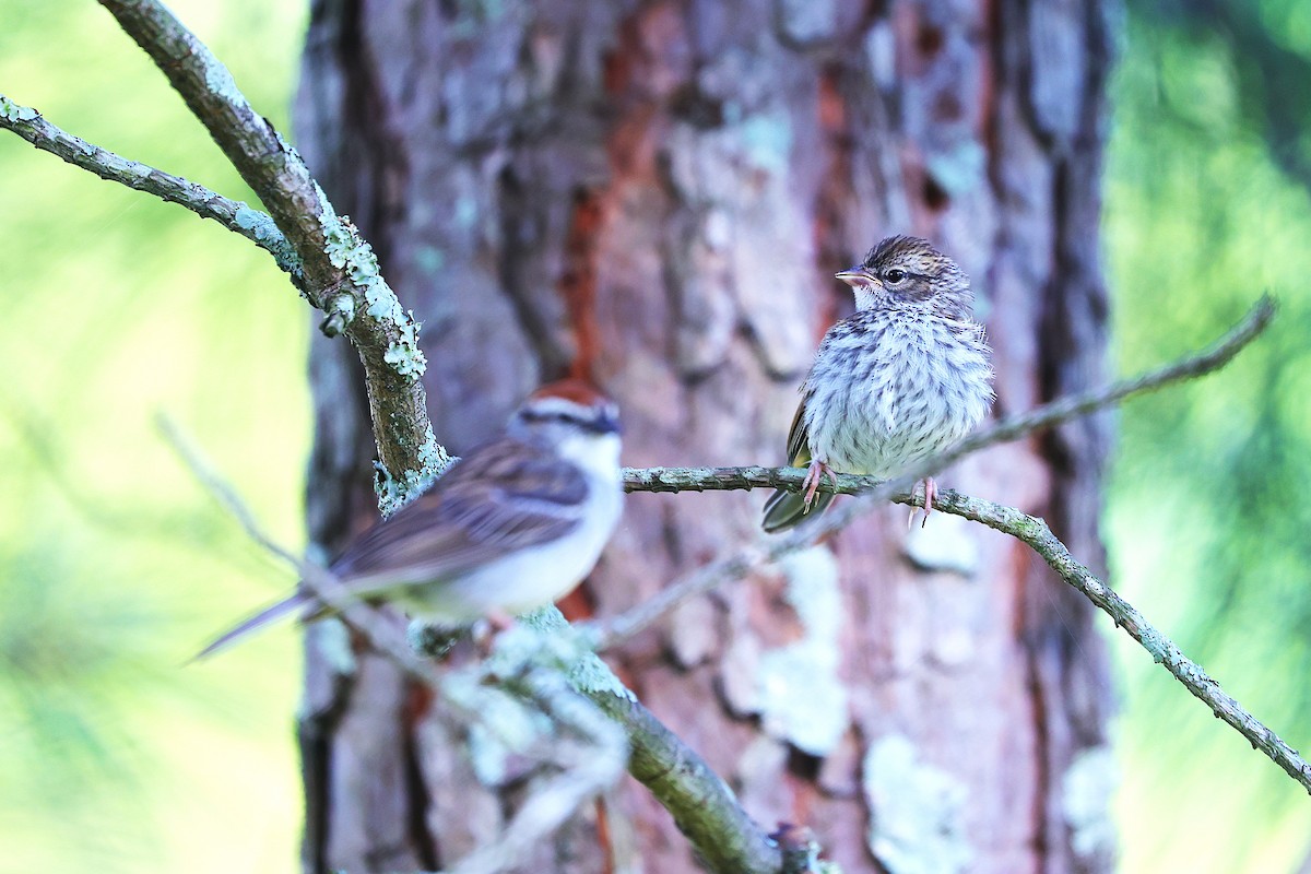 Chipping Sparrow - ML637699848