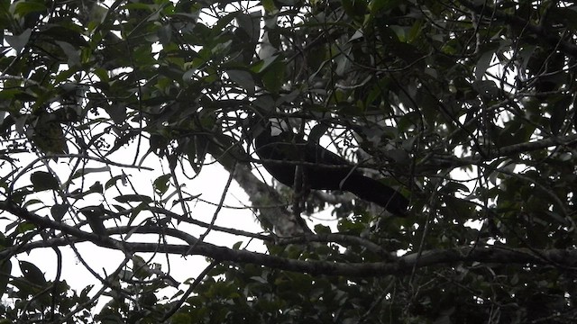 Wattled Guan - ML637699849
