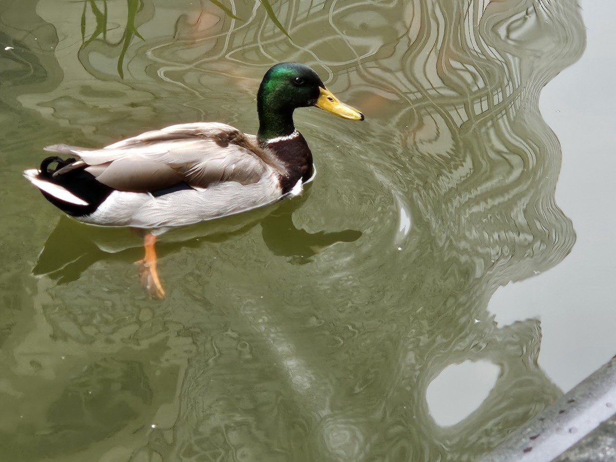Mallard - ML637699850