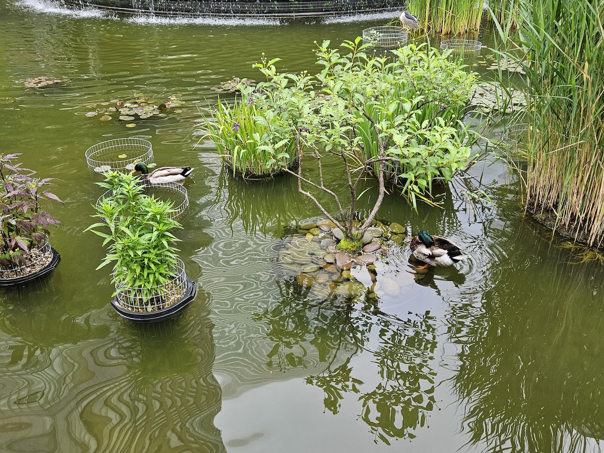 Mallard - ML637699851