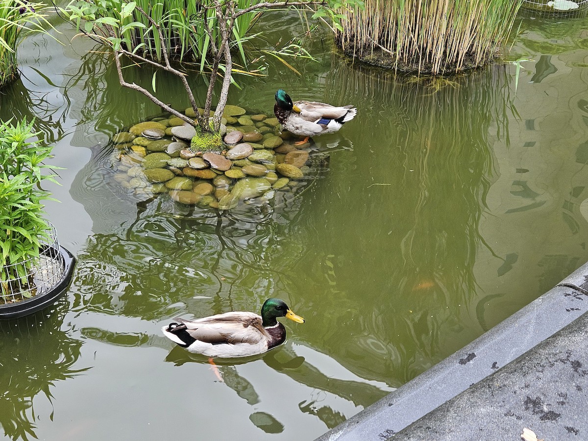 Mallard - ML637699852